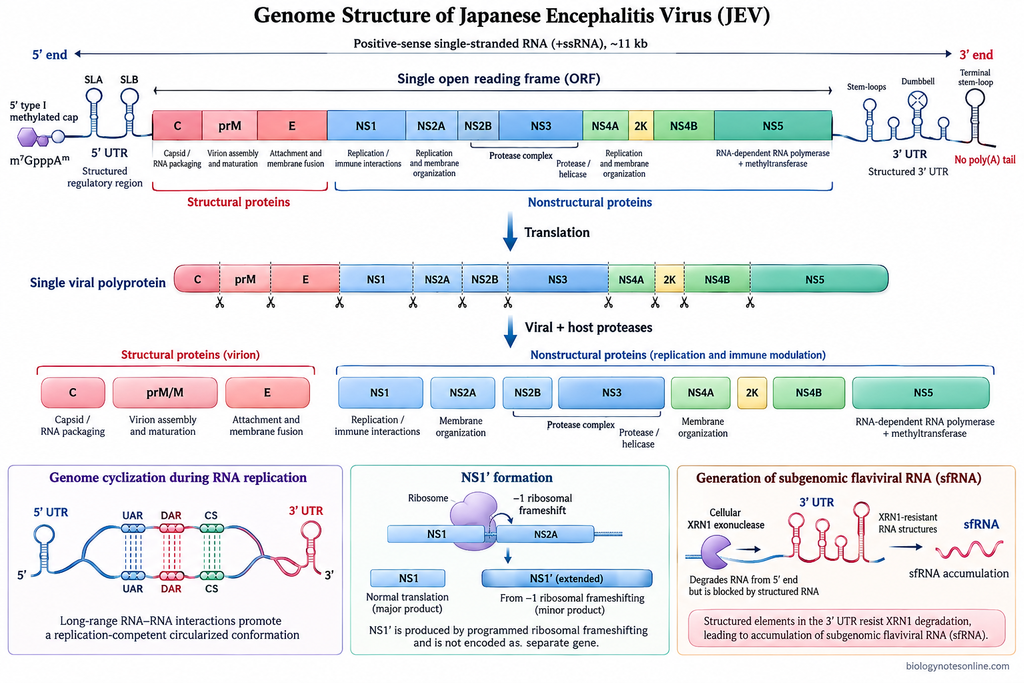 Japanese Encephalitis Virus (JEV): Structure, Transmission, Symptoms & Prevention 2 Diagram of the JEV +ssRNA genome showing the 5′ cap, UTRs, C-prM-E structural genes, NS1–NS5 nonstructural genes, polyprotein processing, genome cyclization, sfRNA, and NS1′ formation.