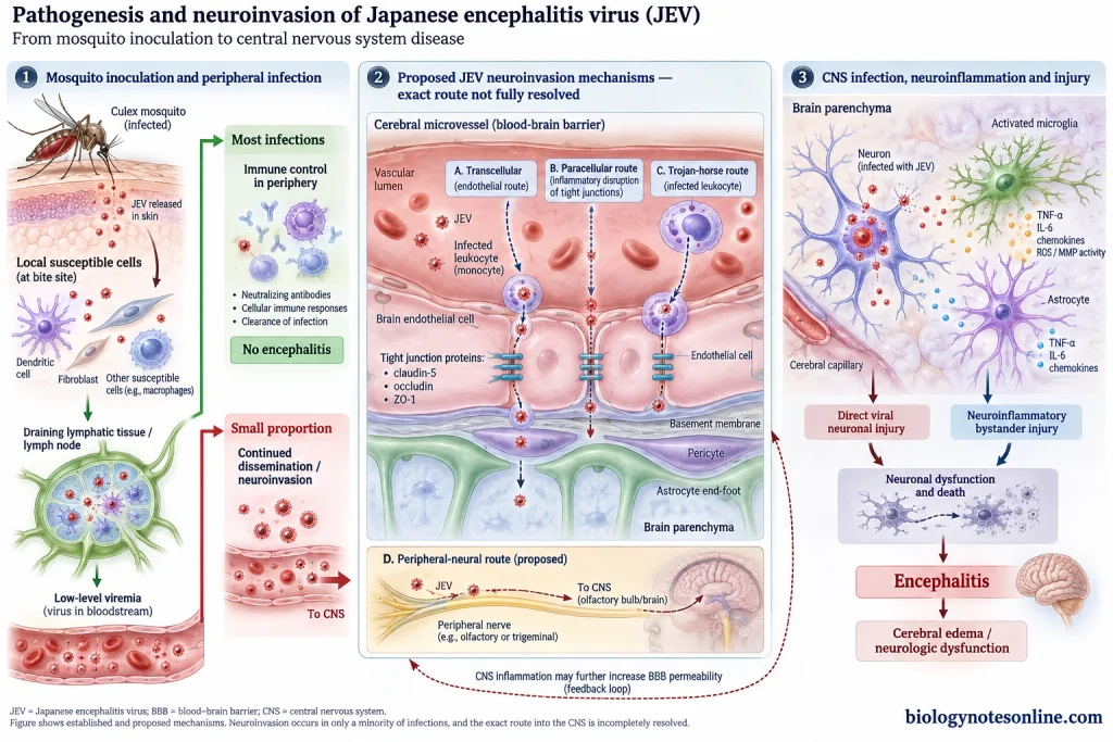 Japanese Encephalitis Virus (JEV): Structure, Transmission, Symptoms & Prevention 5 JEV pathogenesis from mosquito inoculation and peripheral infection to proposed blood-brain barrier crossing routes, neuronal infection and neuroinflammation.