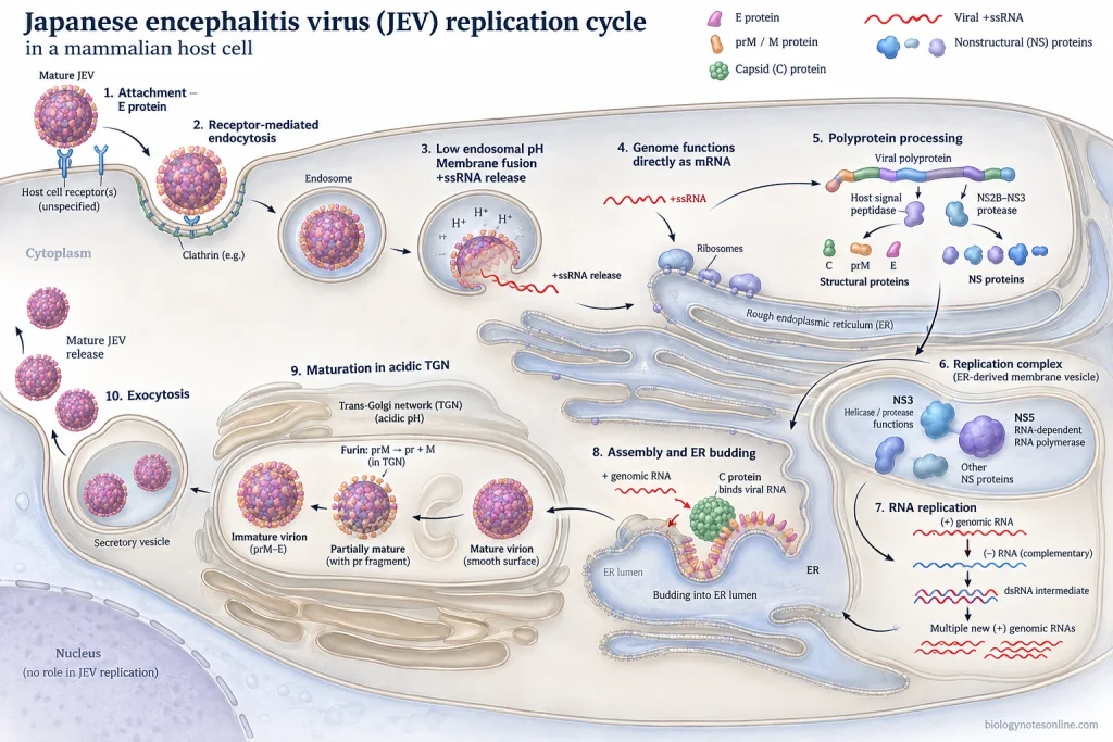 Japanese Encephalitis Virus (JEV): Structure, Transmission, Symptoms & Prevention 3 JEV replication cycle showing endocytosis, endosomal fusion, +RNA translation at the ER, RNA replication, virion assembly, Golgi maturation and exocytosis.