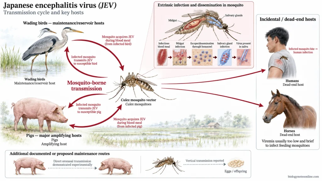 Japanese Encephalitis Virus (JEV): Structure, Transmission, Symptoms & Prevention 4 JEV transmission cycle showing Culex mosquitoes cycling the virus among wading birds and pigs, with humans and horses as dead-end hosts.