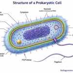 Labelled diagram showing Structure of a Prokaryotic Cell