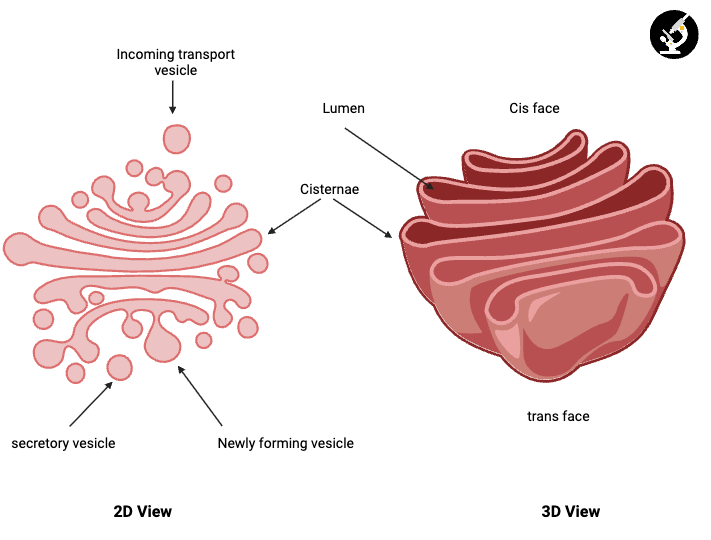 Labelled diagram showing Structure of the Golgi Apparatus