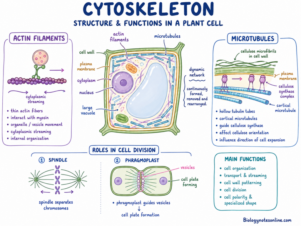 Labelled diagram showing structure and functions of Peroxisomes and Glyoxysomes cytoskeleton