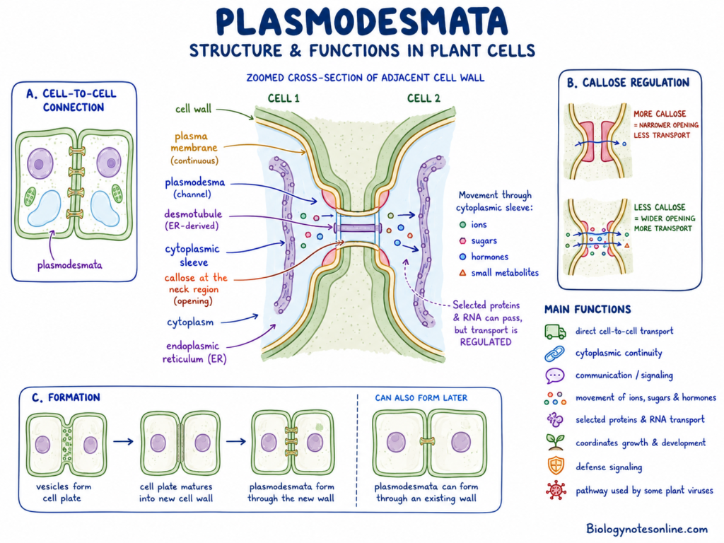 Labelled diagram showing structure and functions of Plasmodesmata