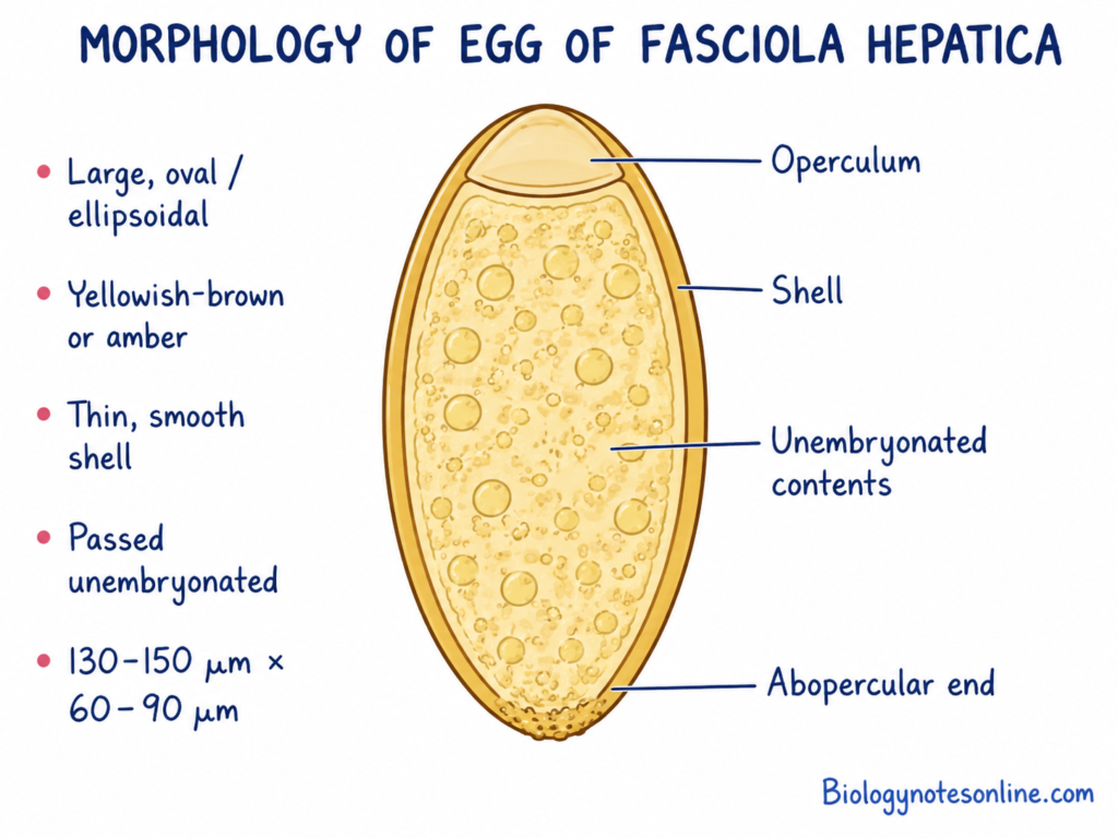 labeled diagram showing Morphology of Egg