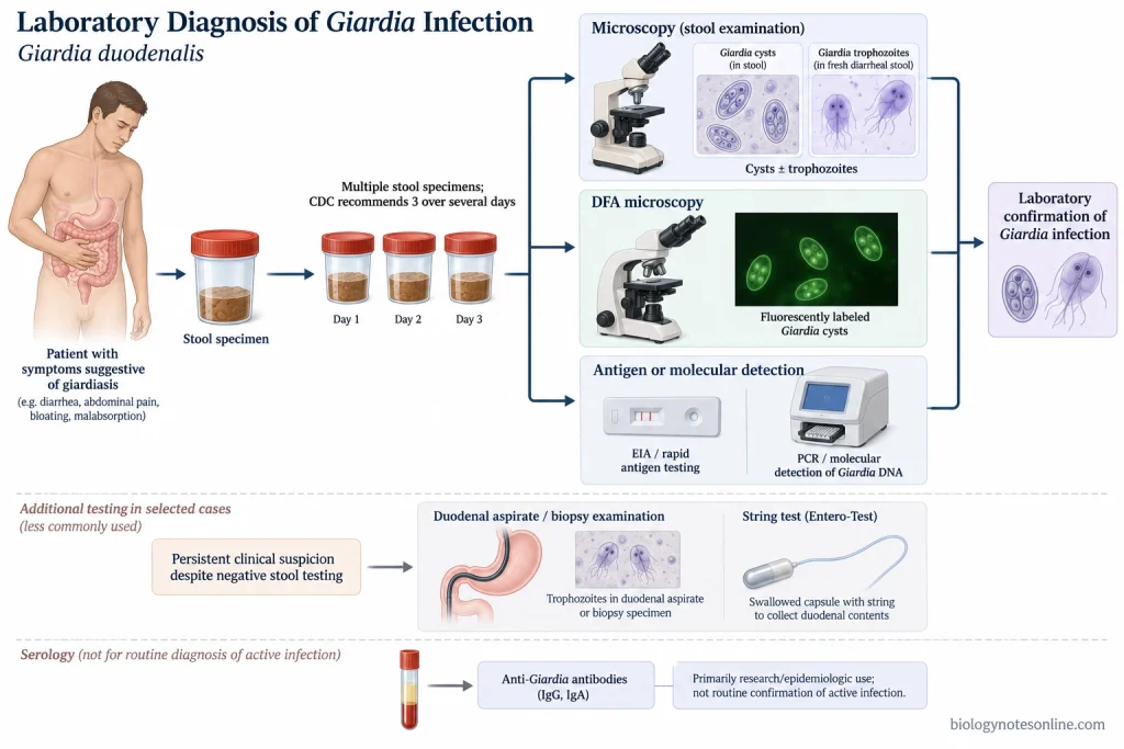 Giardiasis diagnosis using repeated stool specimens with microscopy, DFA, antigen testing, and PCR, plus less common duodenal diagnostic methods.