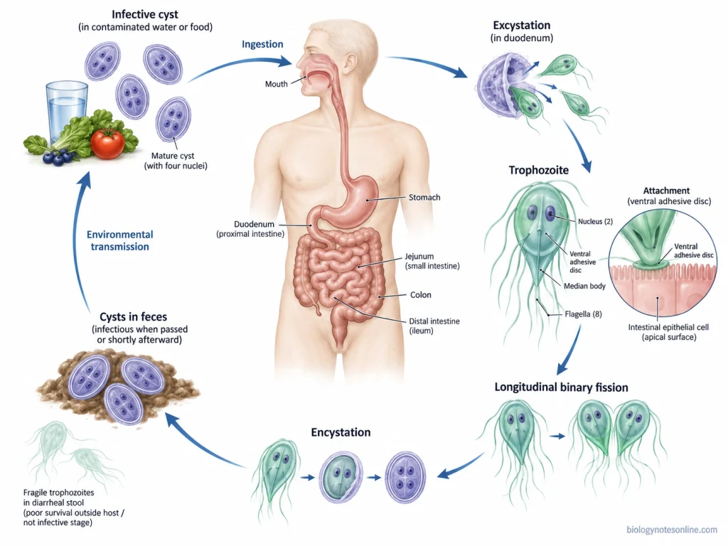 Giardia life cycle showing ingestion of cysts, excystation in the small intestine, trophozoite multiplication and attachment, encystation, and cysts passed in feces.