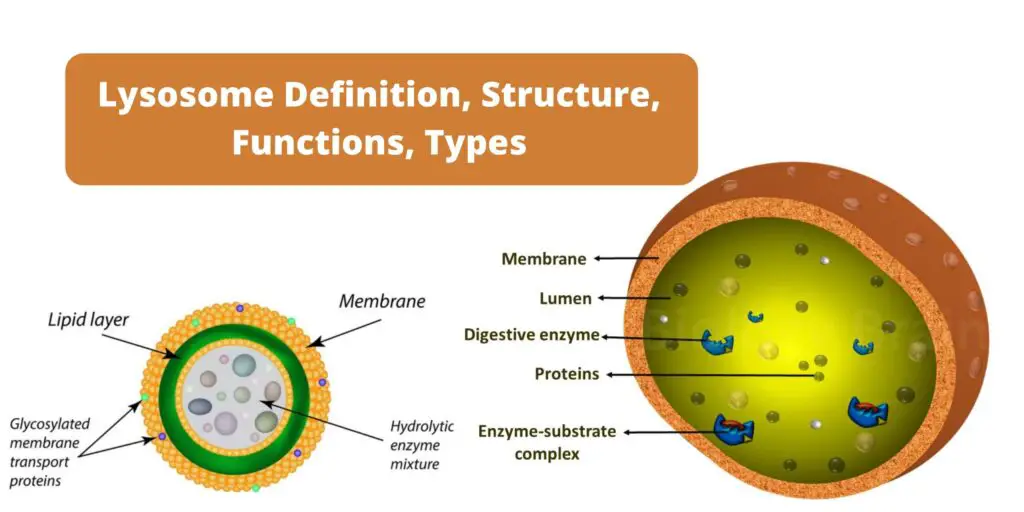 Lysosome Definition Structure Functions Types Biology Notes Online