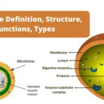 Lysosome - Definition, Structure, Functions, Types