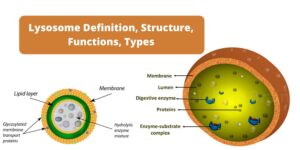 Lysosome – Definition, Structure, Functions, Types