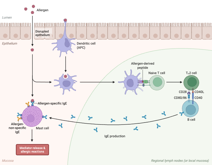 Mechanism of Allergic Inflammation Induction