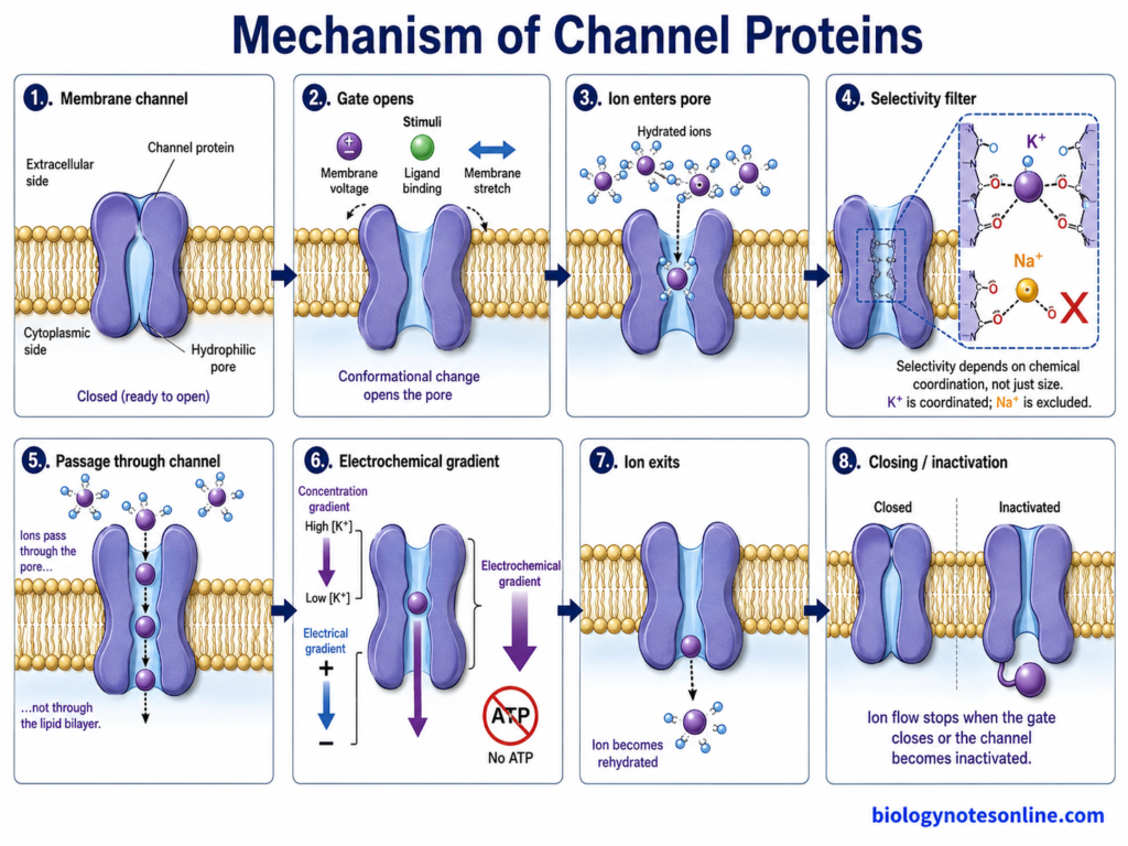 Mechanism of Channel Proteins