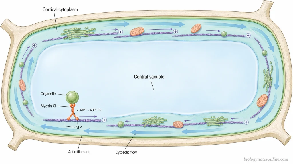 Plant cell diagram showing Myosin XI moving organelles along actin filaments while ATP-dependent organelle movement produces bulk flow of cytosol around the central vacuole.