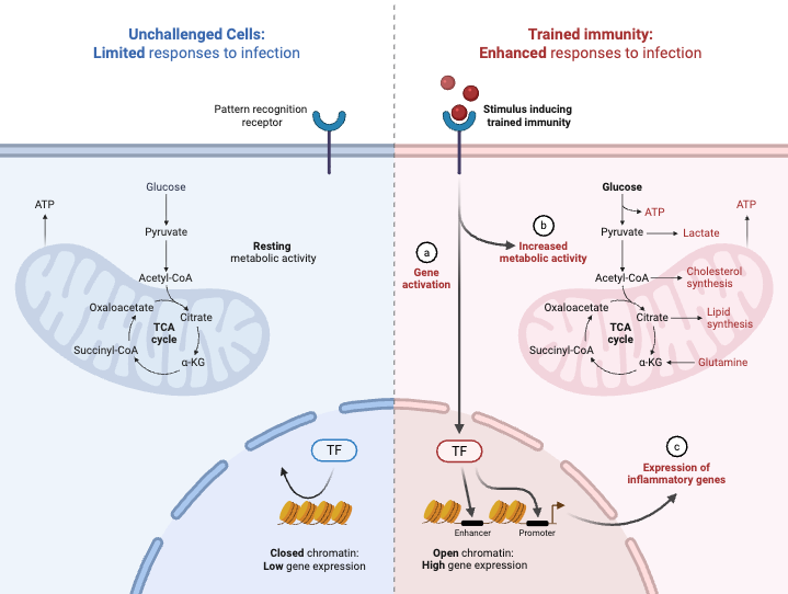 Innate Immunity - Definition, Types, Mechanism, Functions 6 Mechanisms behind the induction of trained Immunity