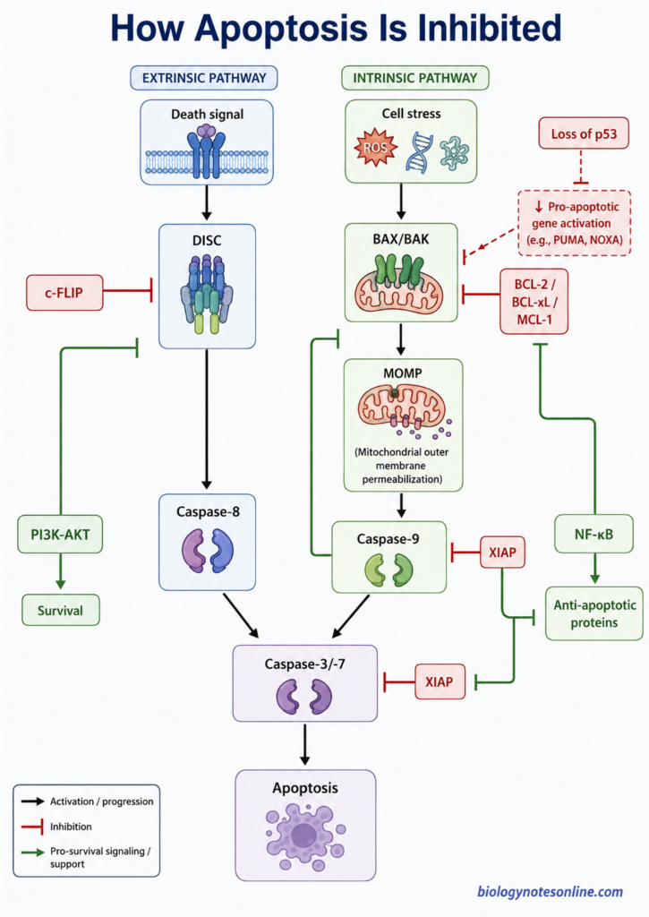 Diagram showing inhibition of apoptosis by BCL-2 family proteins, XIAP, c-FLIP, PI3K-AKT survival signaling, NF-kB and reduced p53 activity.