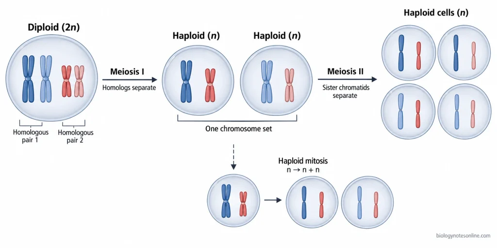 Meiosis diagram showing a diploid cell becoming haploid after homologous chromosomes separate in meiosis I, followed by sister chromatid separation in meiosis II.