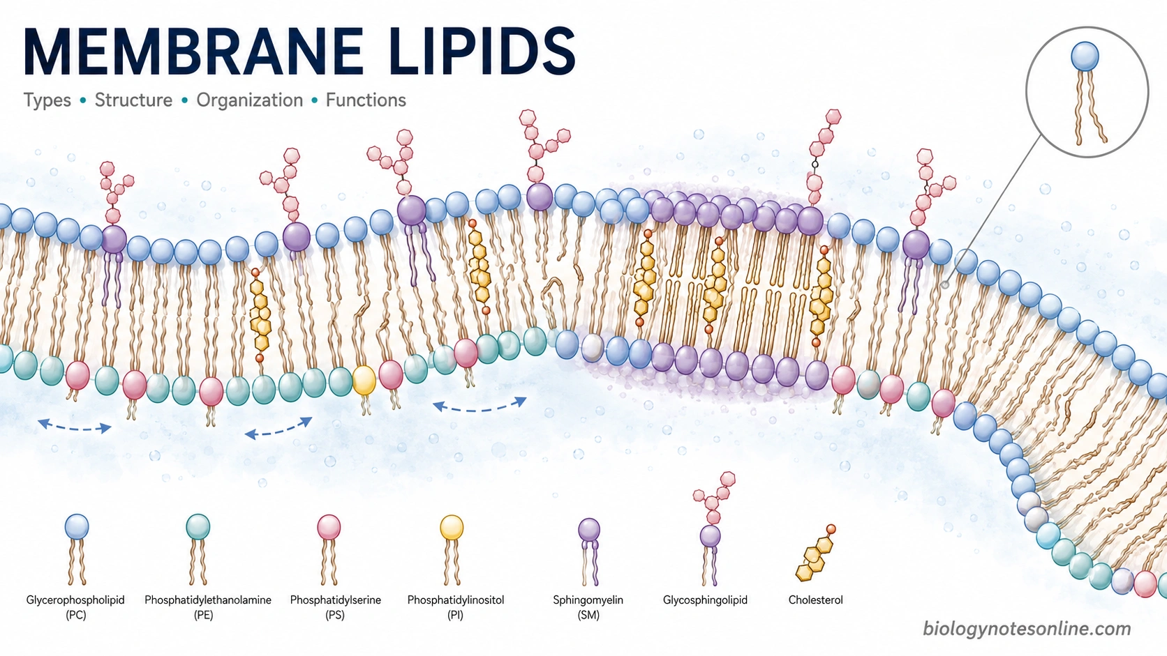 Membrane Lipids - Types, Structure, Organization, and Functions