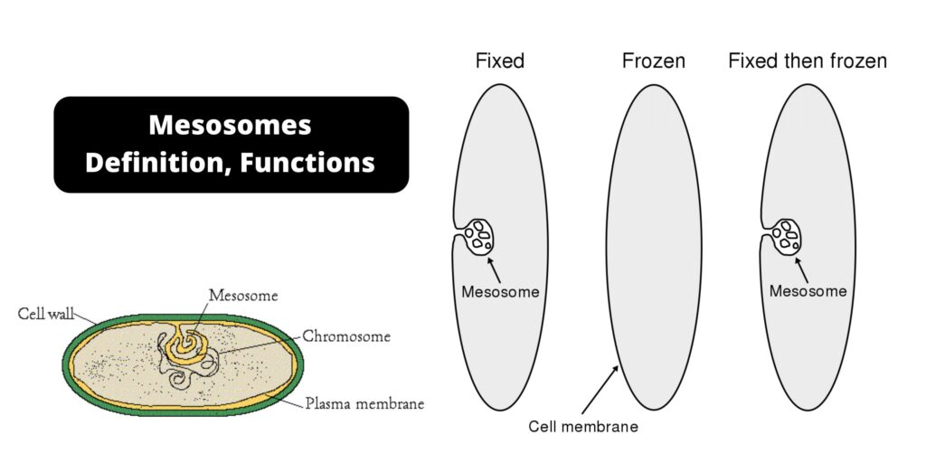 Mesosomes - Definition, Functions - Biology Notes Online