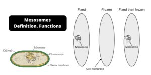 Mesosomes – Definition, Functions