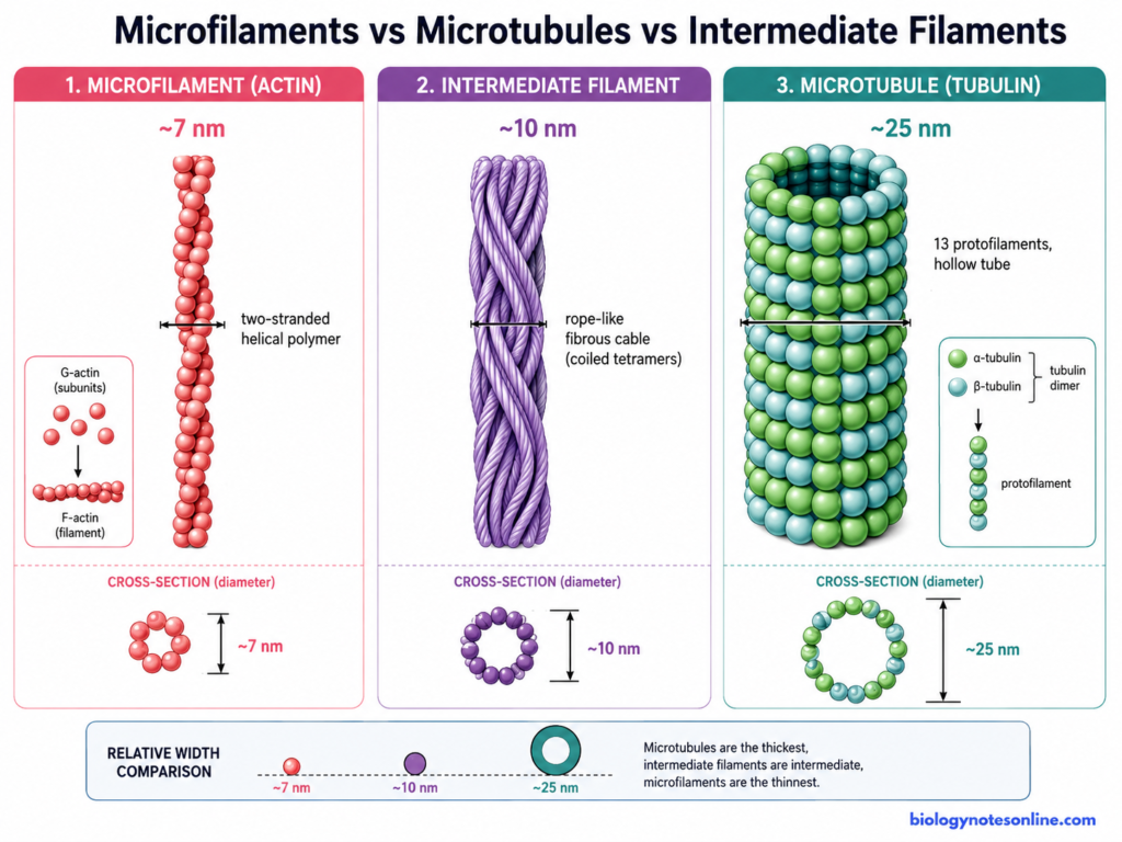 Microfilaments: Definition, Structure, Functions & Formation 6 Microfilaments vs Microtubules vs Intermediate Filaments