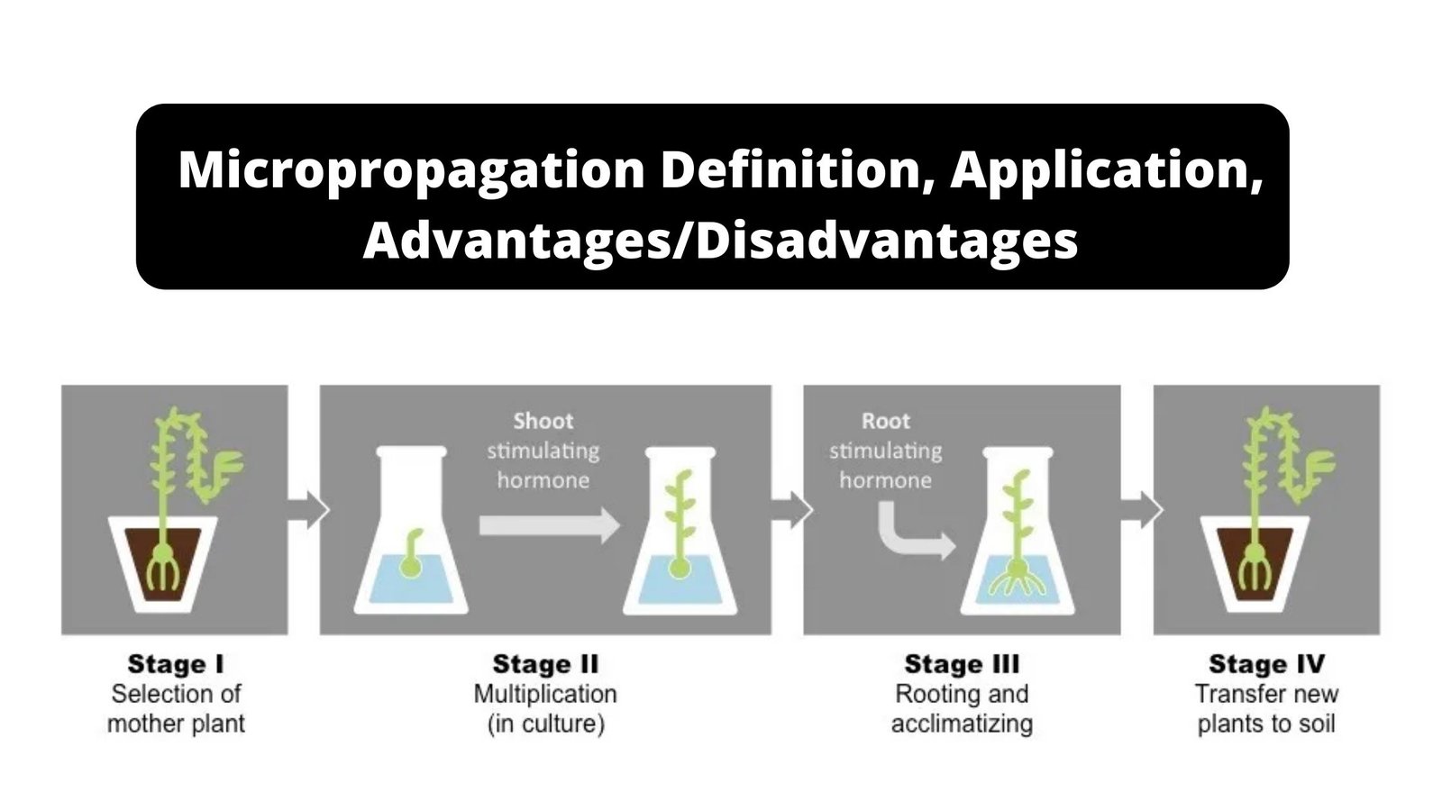 Micropropagation - Definition, Application, Advantages, Disadvantages