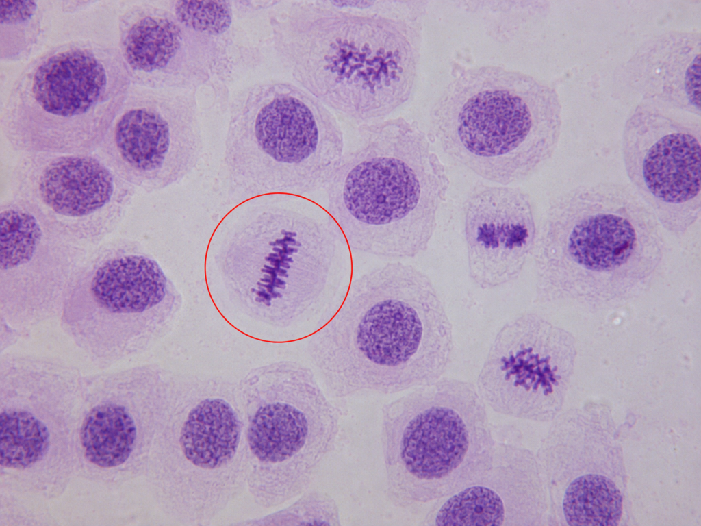 Microscopic image showing Metaphase in Animal Cells