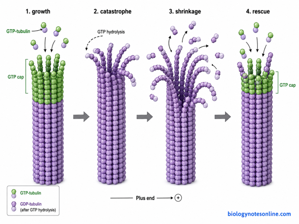 Sequence showing a microtubule growing with GTP-bound tubulin, switching to rapid shrinkage after destabilization, and returning to growth during rescue.