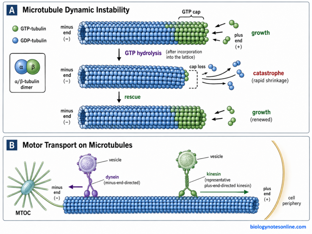 Microtubule growth, catastrophe and rescue beside kinesin- and dynein-driven vesicle transport along a polarized microtubule.