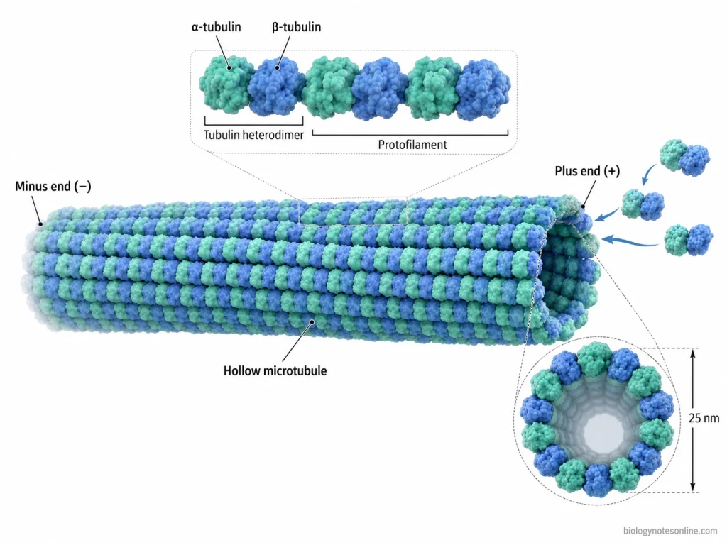 Molecular structure of a spindle microtubule showing α- and β-tubulin heterodimers, longitudinal protofilaments, a hollow cross-section, and plus and minus ends.