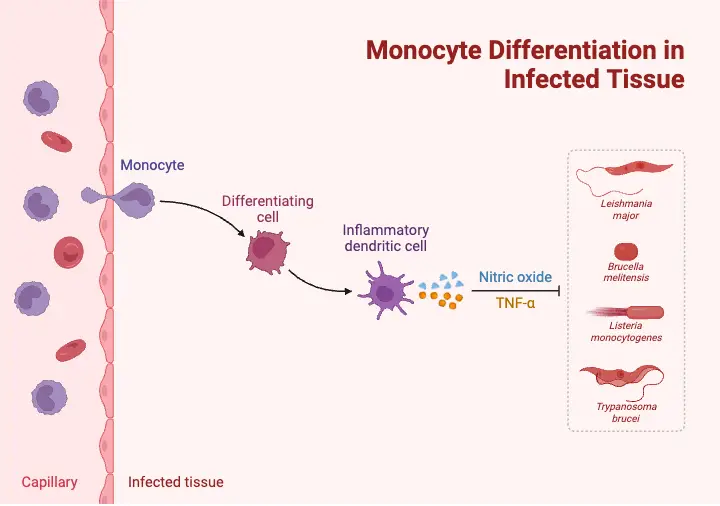 Monocyte Differentiation in Infected Tissue