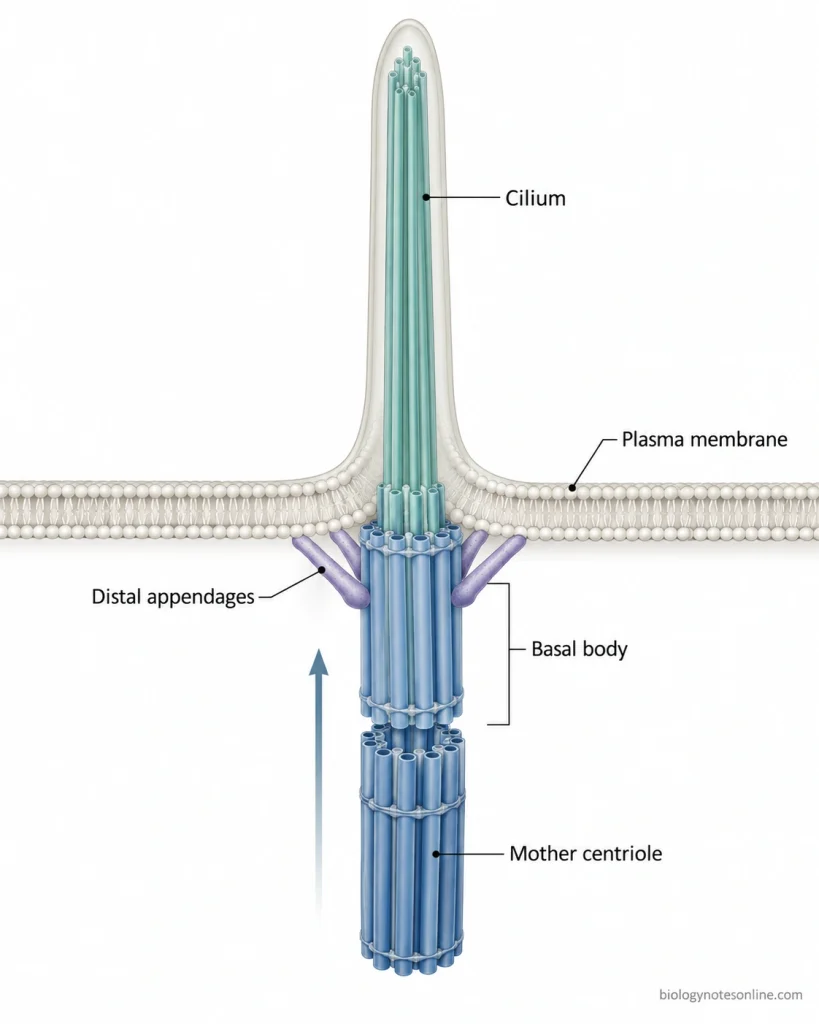 Mature mother centriole docking beneath the plasma membrane and functioning as a basal body from which a cilium extends.