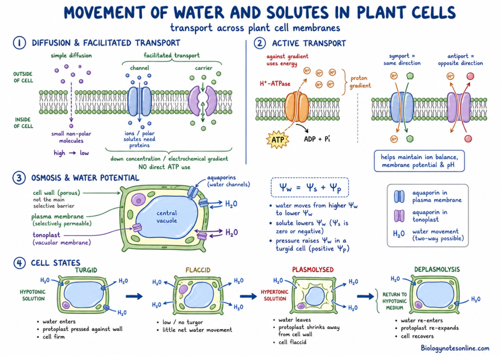 Movement of Water and Solutes in Plant Cells