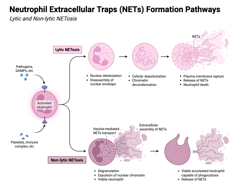 Neutrophil Extracellular Traps (NETs) Formation Pathways