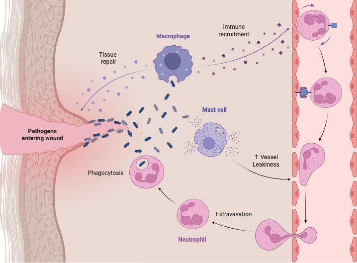 Neutrophil Recruitment Pathway