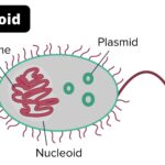 Nucleoid - Definition, Functions, Characteristics