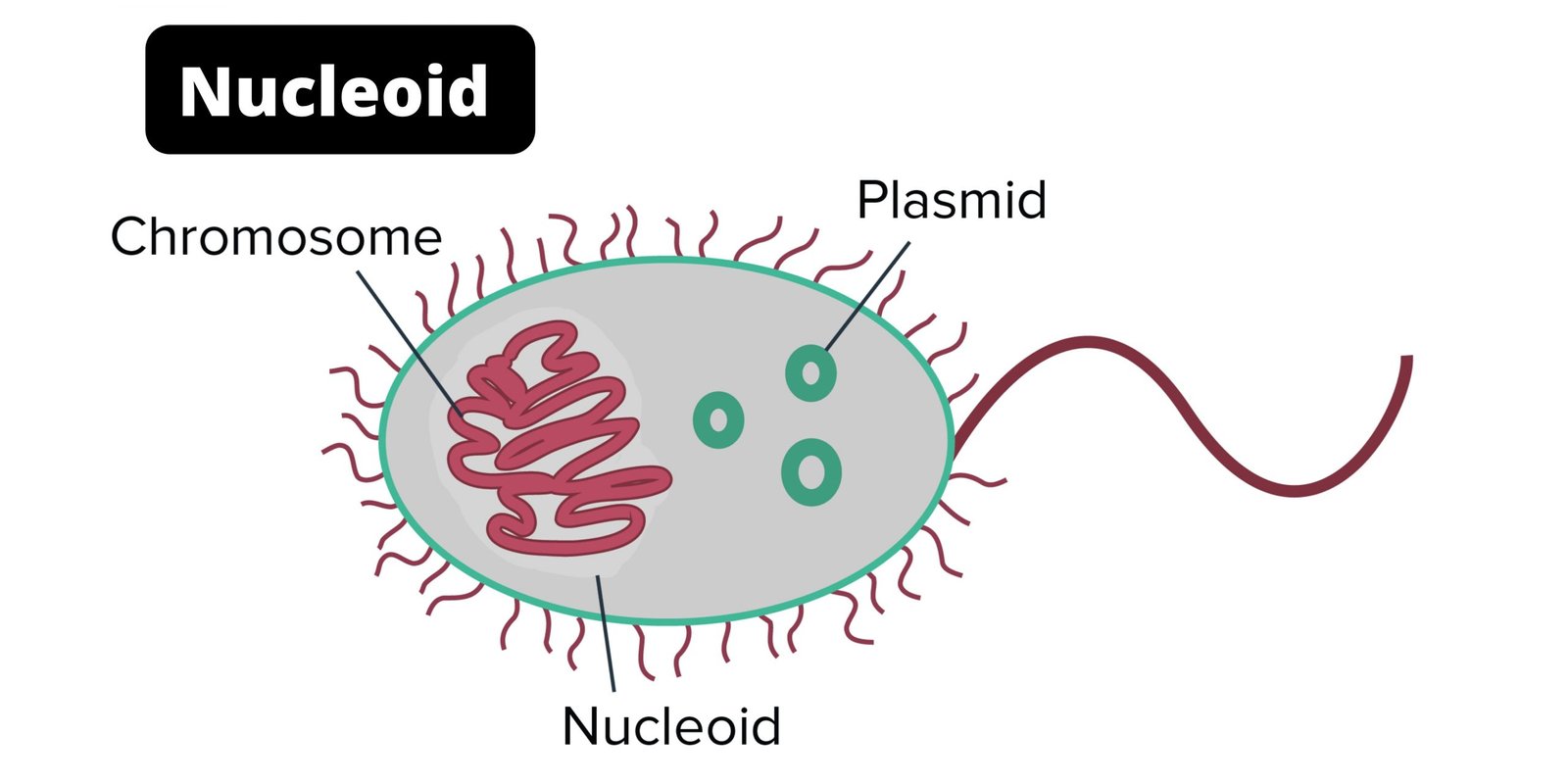 Nucleoid - Definition, Functions, Characteristics