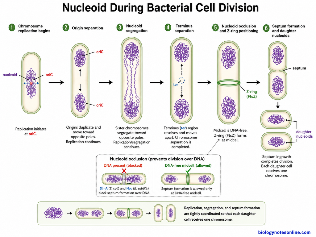 Diagram showing Nucleoid During Bacterial Cell Division