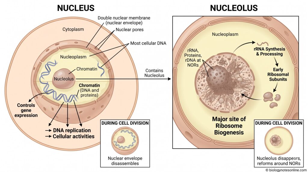 Nucleus vs Nucleolus
