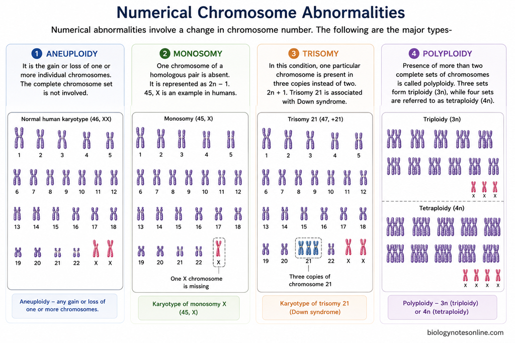 Diagram showing Numerical Chromosome Abnormalities