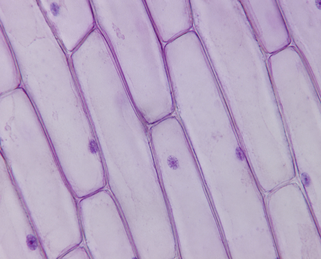 Onion Cells (Onion peel) Under a Microscope - Onion Epidermal Cell Wall 6 Onion Cells Under Microscope at 100x magnification