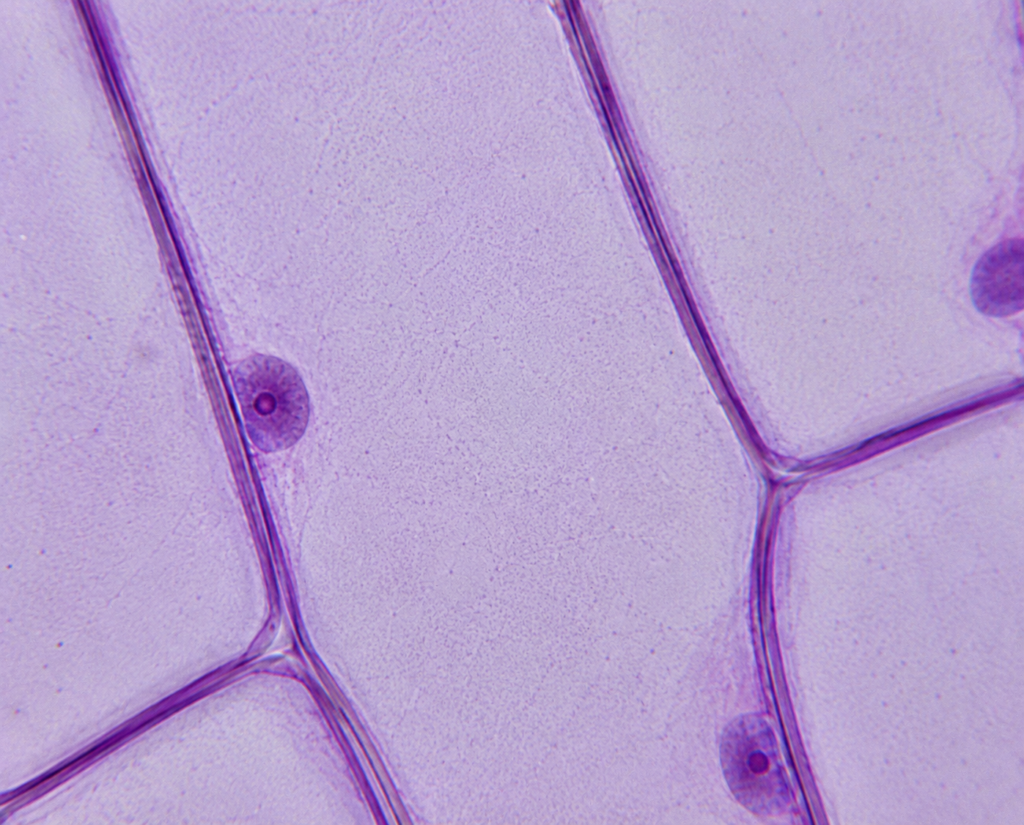 Onion Cells (Onion peel) Under a Microscope - Onion Epidermal Cell Wall 7 Onion Cells Under Microscope at 400x magnification