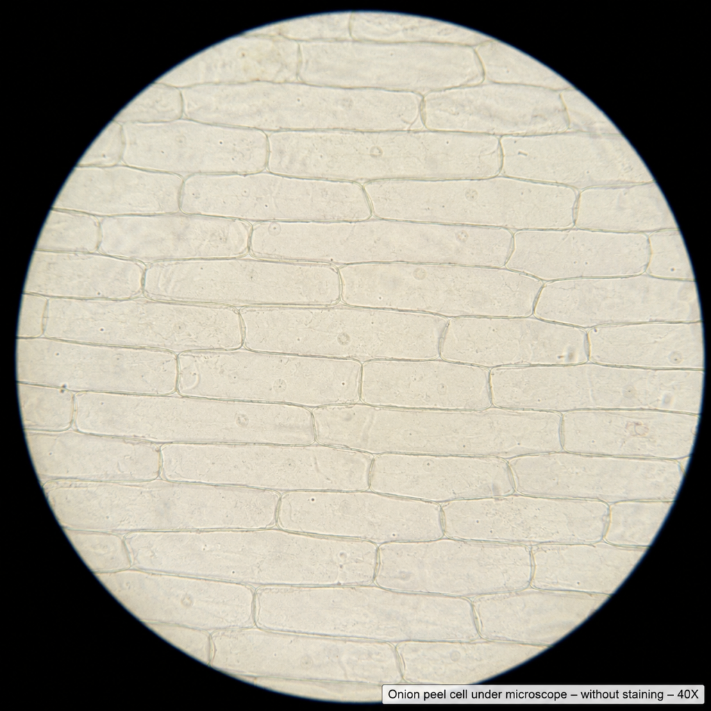 This microscopic image showing Onion Peel cell under microscope - Appearance Without Staining