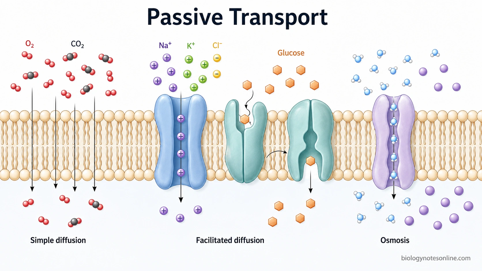 Passive Transport in Cells - Types, Mechanisms, and Examples