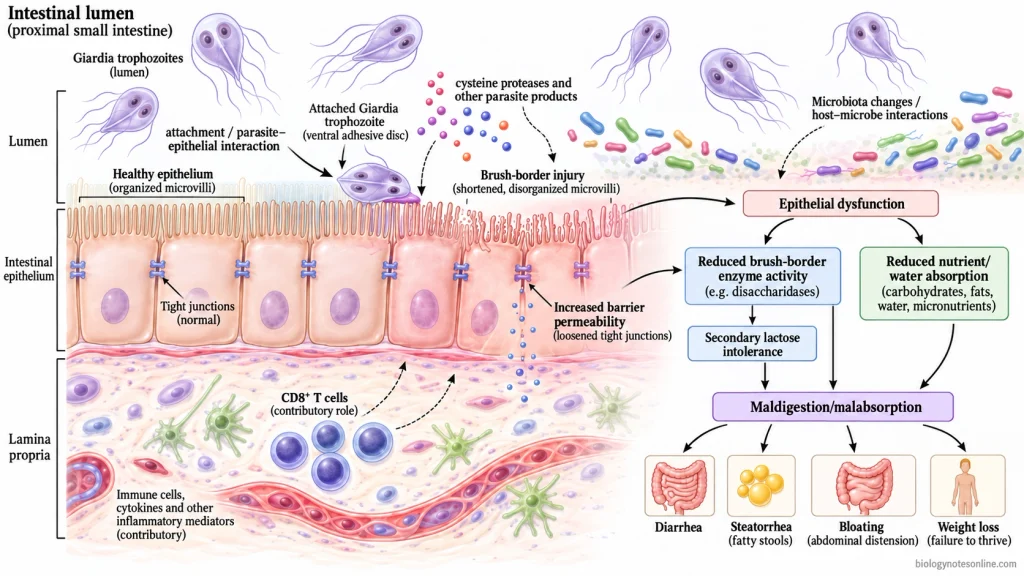 Giardia trophozoites attached to small-intestinal epithelium with brush-border injury, barrier disruption, reduced digestion and absorption, and downstream diarrhea and malabsorption.