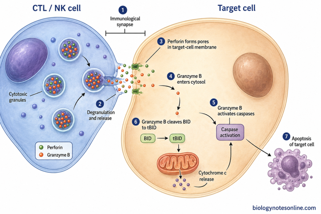 Diagram showing CTL or NK cell release of perforin and granzyme B at an immunological synapse, leading to caspase and mitochondrial apoptosis in a target cell.