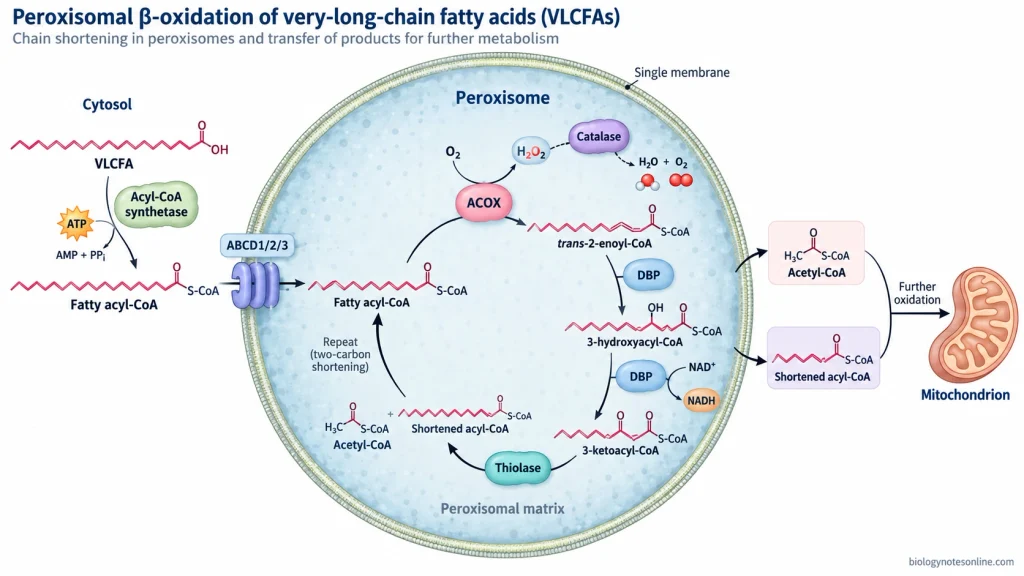 Peroxisomes: Definition, Structure, Functions and Biogenesis 5 Peroxisomal beta-oxidation pathway showing VLCFA transport, ACOX, DBP and thiolase reactions, hydrogen peroxide formation, and progressive fatty-acid chain shortening.