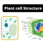 Plant cell - Structure, Definition, Diagram, Organelles