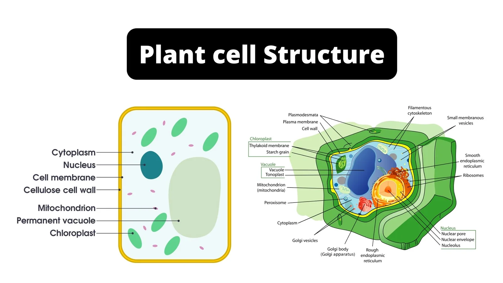 Plant cell - Structure, Definition, Diagram, Organelles