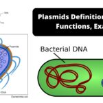 Plasmids - Definition, Structure, Functions, Examples