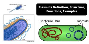 Plasmids – Definition, Structure, Functions, Examples